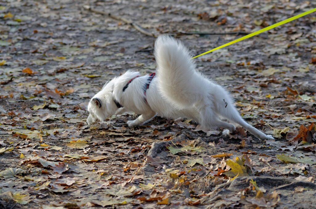 Chien qui tire en laisse