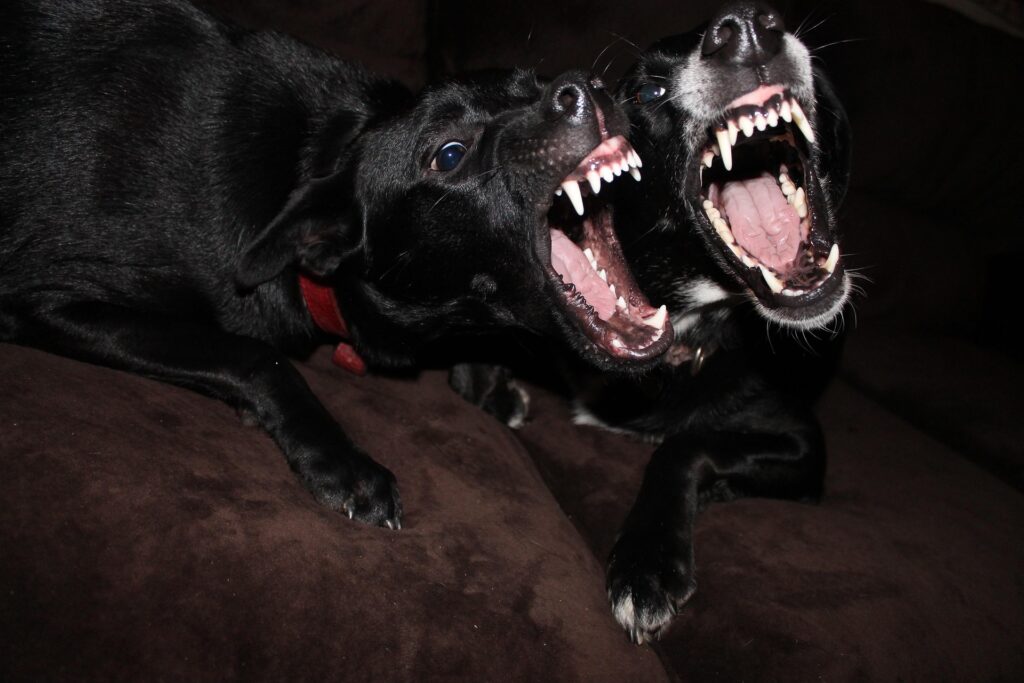 Chiens agressifs