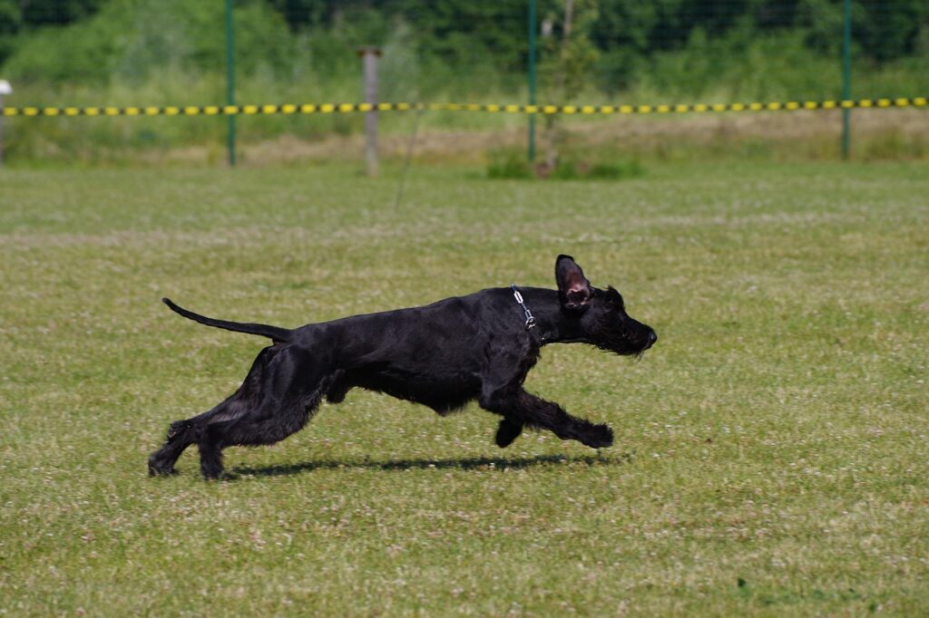 Chien qui n'écoute pas son maitre