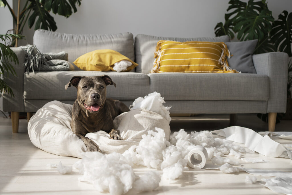 Chien qui détruit